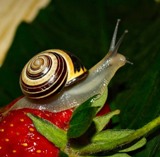 snail.jpg