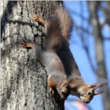 squirrel